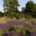 ein buntes Feld mit Lavendel und Bäumen im Hintergrund