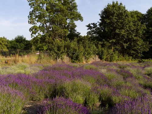 ein buntes Feld mit Lavendel und Bäumen im Hintergrund