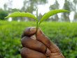 The picture is a close-up of a hand holding green leaves. The green background is blurred.