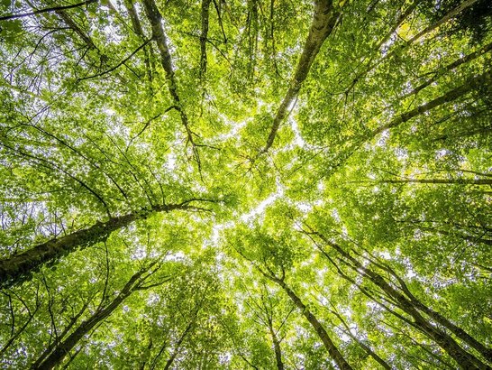 Blick von unten auf grüne Bäume