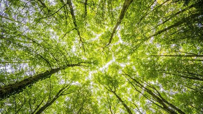 Blick von unten auf grüne Bäume