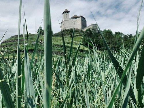 Blick auf eine Burg durch grünes Gras