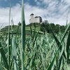 Blick auf eine Burg durch grünes Gras