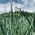 Blick auf eine Burg durch grünes Gras